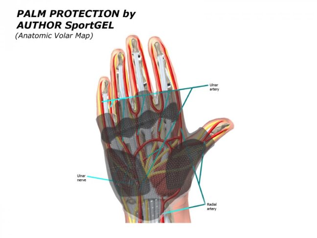anatomická mapa